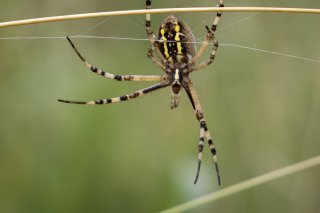 Le monde des araignées est à découvrir au Centre-Nature Birdlife de la Sauge le 20 juillet (photo d'illustration). KEYSTONE/PETER KLAUNZER